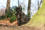 SCOTTISH TERRIER 067